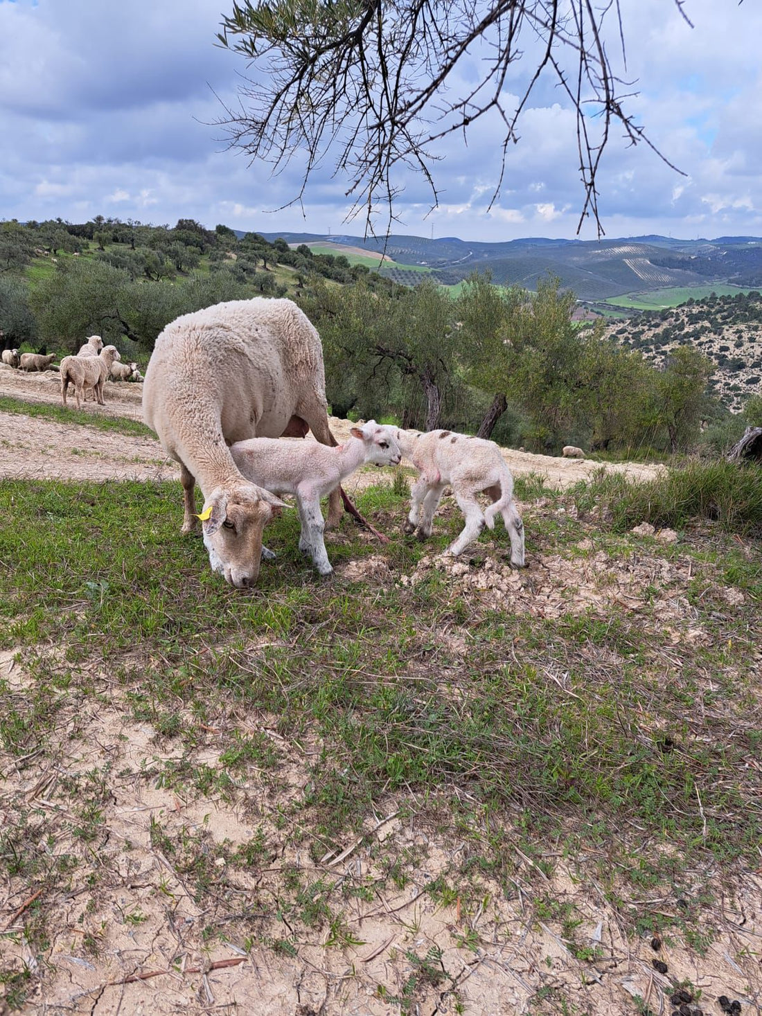 Agricultura ecológica: Cómo un buen olivar cuida el medio ambiente