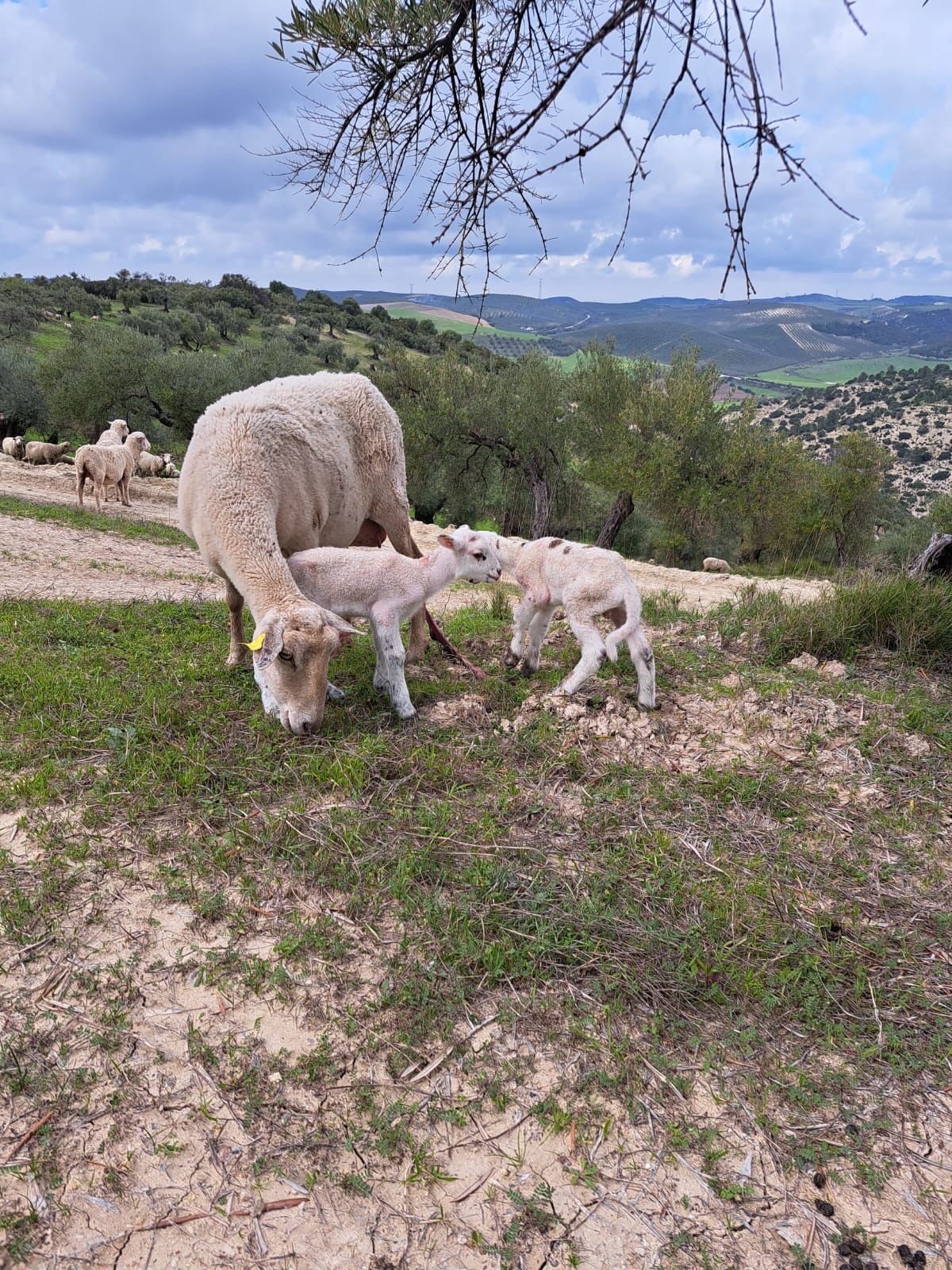 Agricultura ecológica: Cómo un buen olivar cuida el medio ambiente