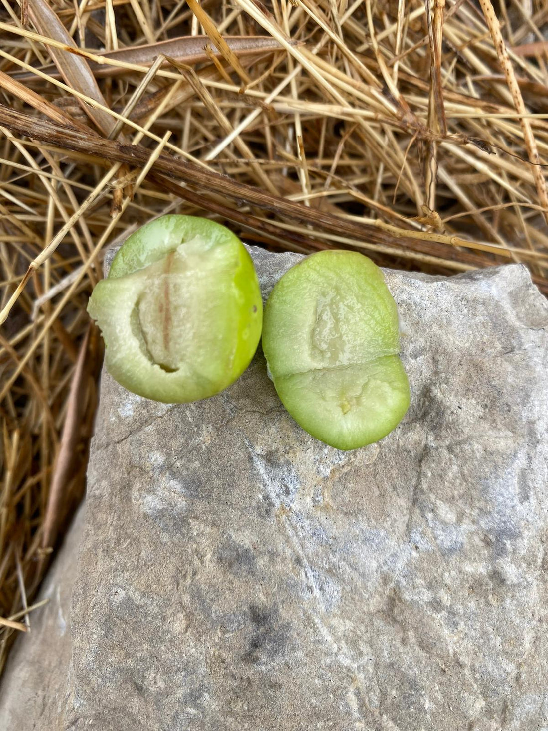 Picual, Arbequina o Hojiblanca: ¿Qué variedad de aceituna elegir para tu AOVE?