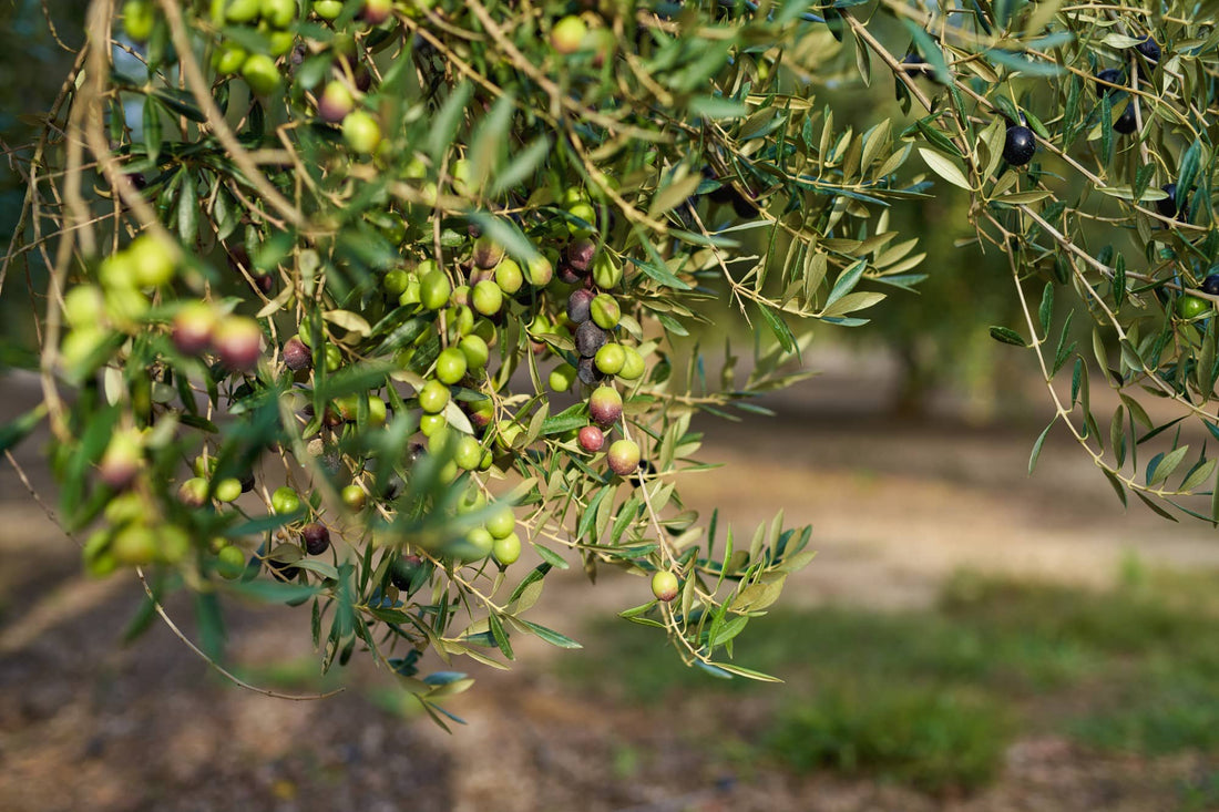 Aceite Ecológico vs. Convencional: ¿Vale la pena la diferencia?